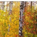 №19, Олег Водинов, Череповец №19, Олег Водинов, Череповец