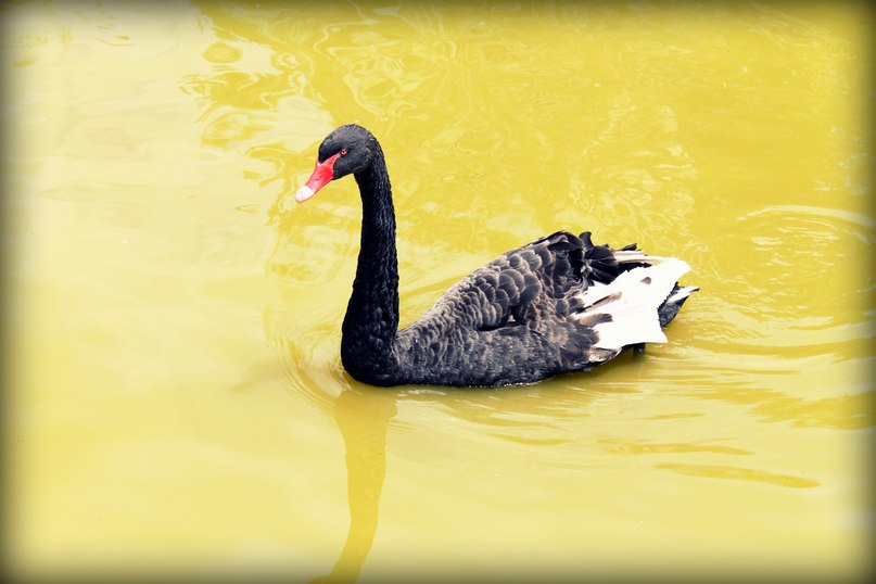 Olya P | Москва