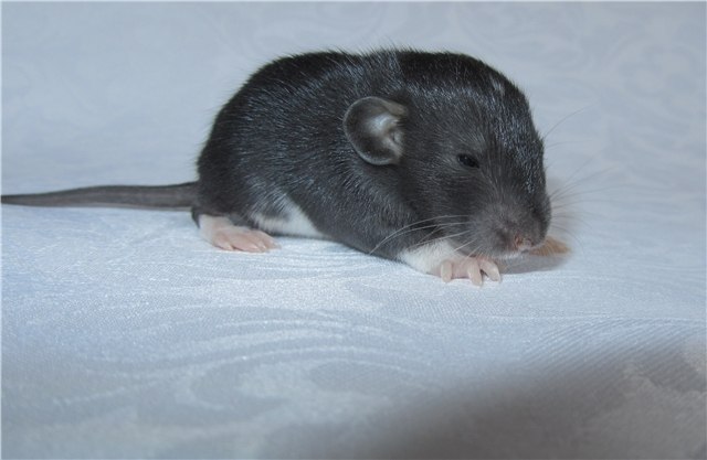 Людмила Бурова ♥ღஐღ♥ | Санкт-Петербург