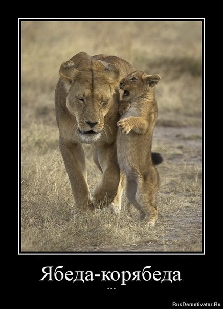 Лена Наумчева | Тольятти