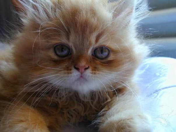 №66, Танюшка Angel, Жуковский №66, Танюшка Angel, Жуковский