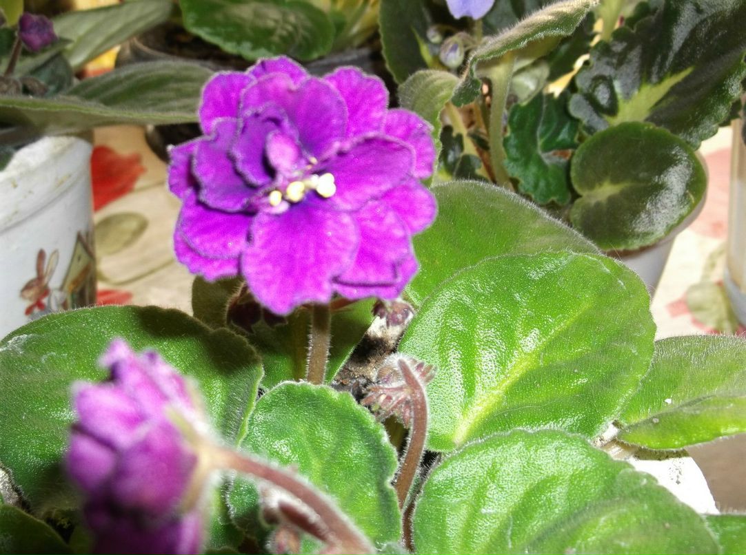 Светлана Чернобаб | Вознесенская