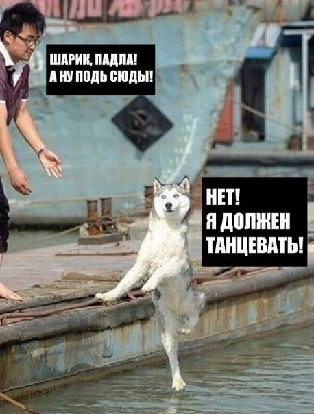 Dimka Цацура Fantic | 