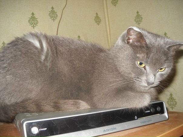 №9, Тамара Копосова, 69 лет, Чирчик №9, Тамара Копосова, 69 лет, Чирчик