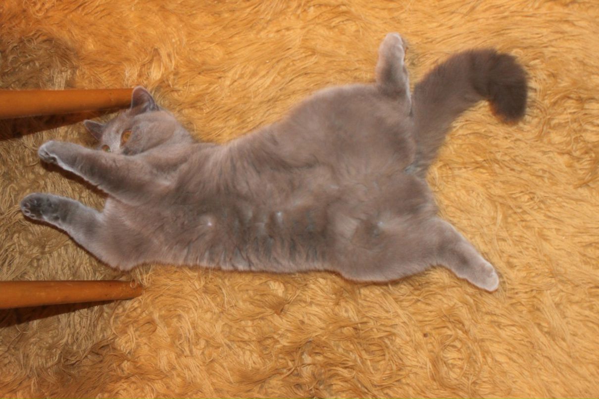 Елена Наумова | Орёл