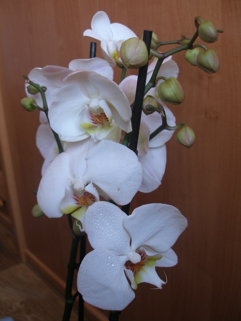 Алла Блум | Славутич