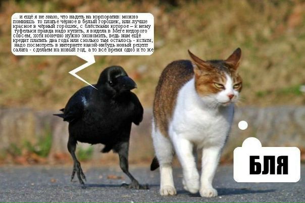 №33, Катерина Янке, Melbourne №33, Катерина Янке, Melbourne