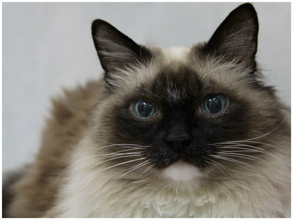 Анна Сорокина Максимовна | Самара (село)