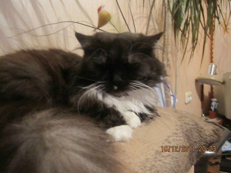 Надежда Шевчик | Минск