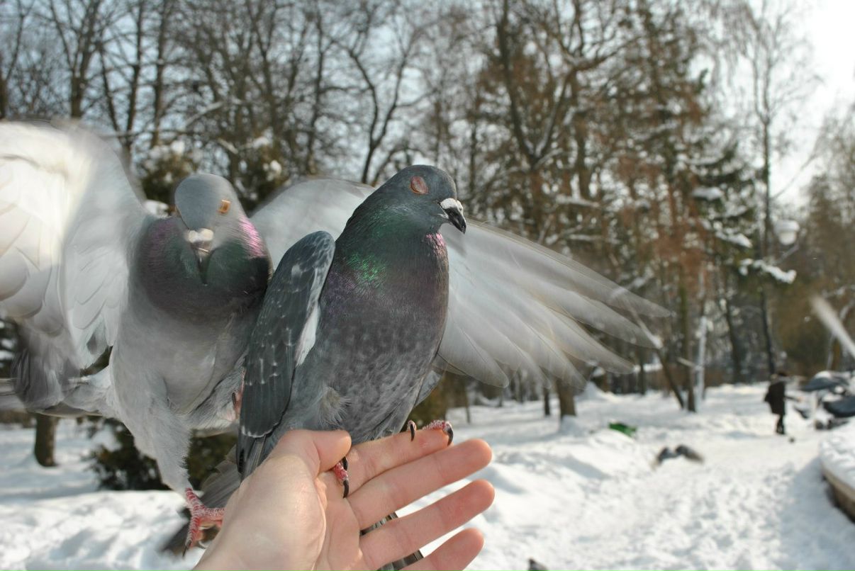 Андрій Мартинів | Долина