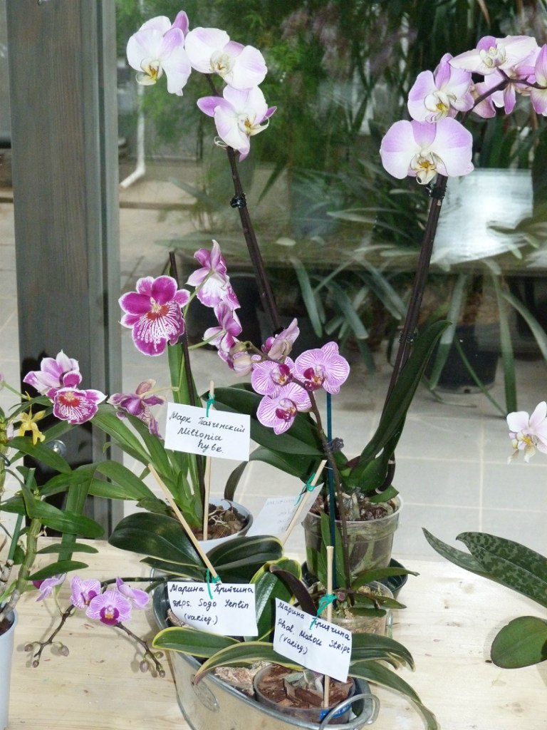 Аня Кушнир | Москва