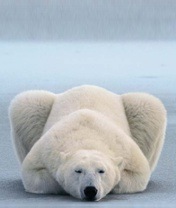 №7, Виталий Самойлов №7, Виталий Самойлов