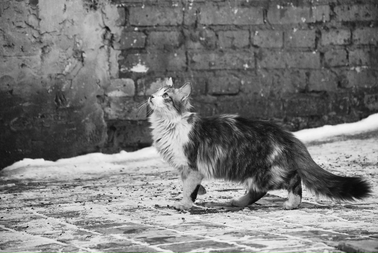 Анна Гжиб | Москва