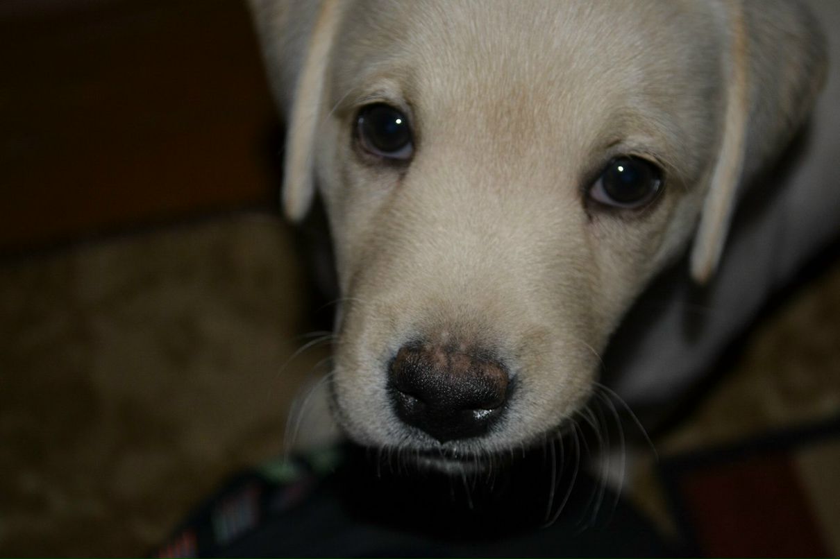 Виктор Дубский | 