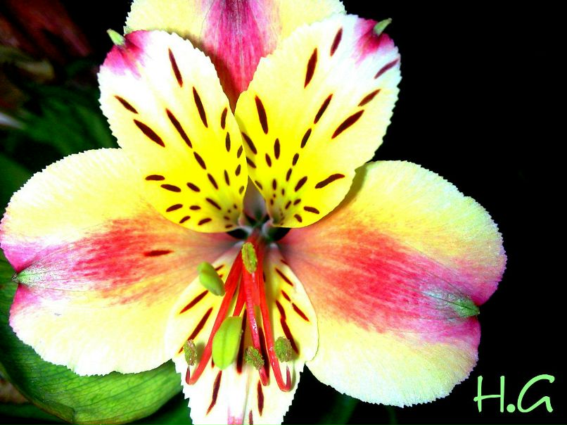 Ленчик Влюбленная | Одесса