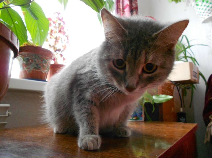 Елена Силинская Анатольевна | Вологда