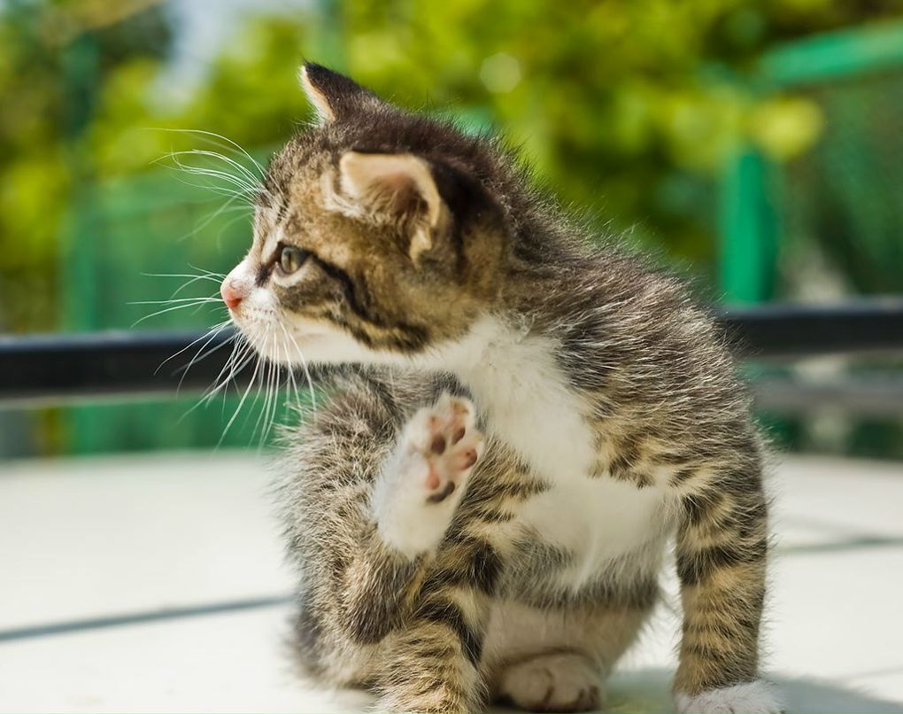 Александр Алешин | Москва