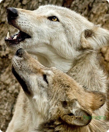 №7, Влад Панченко, Шостка №7, Влад Панченко, Шостка