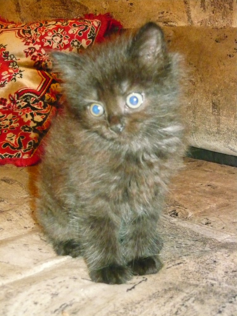 Яна Лабутина | Вологда