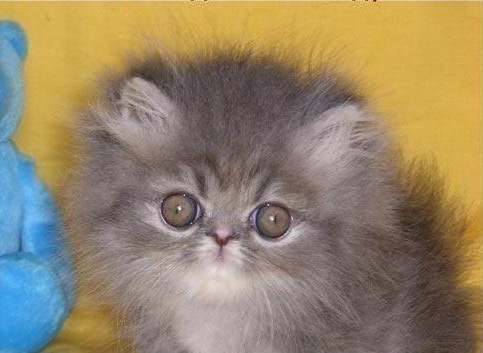 №2, Оксана Середа №2, Оксана Середа