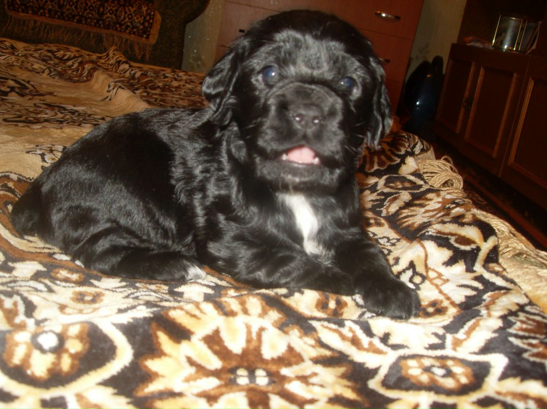 Ксения Шумова | Мезень