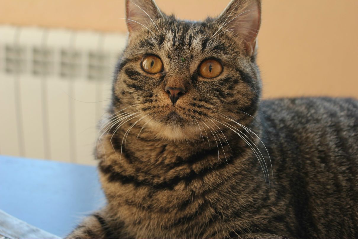 Елена Трубицина | Тольятти