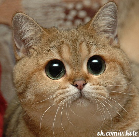 Илюза Шайхутдинова | Октябрьский