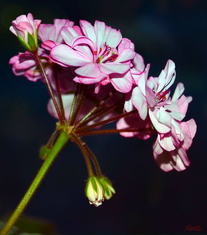 Вячеслав Лето ⊰ SlavaS™ ⊱ | Череповец