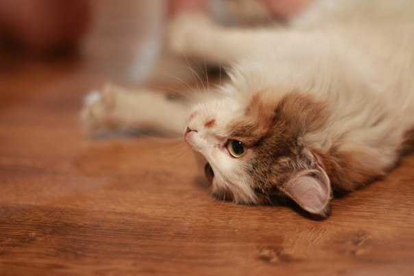 Ольга Лапшинова Алексеевна | Красноярск