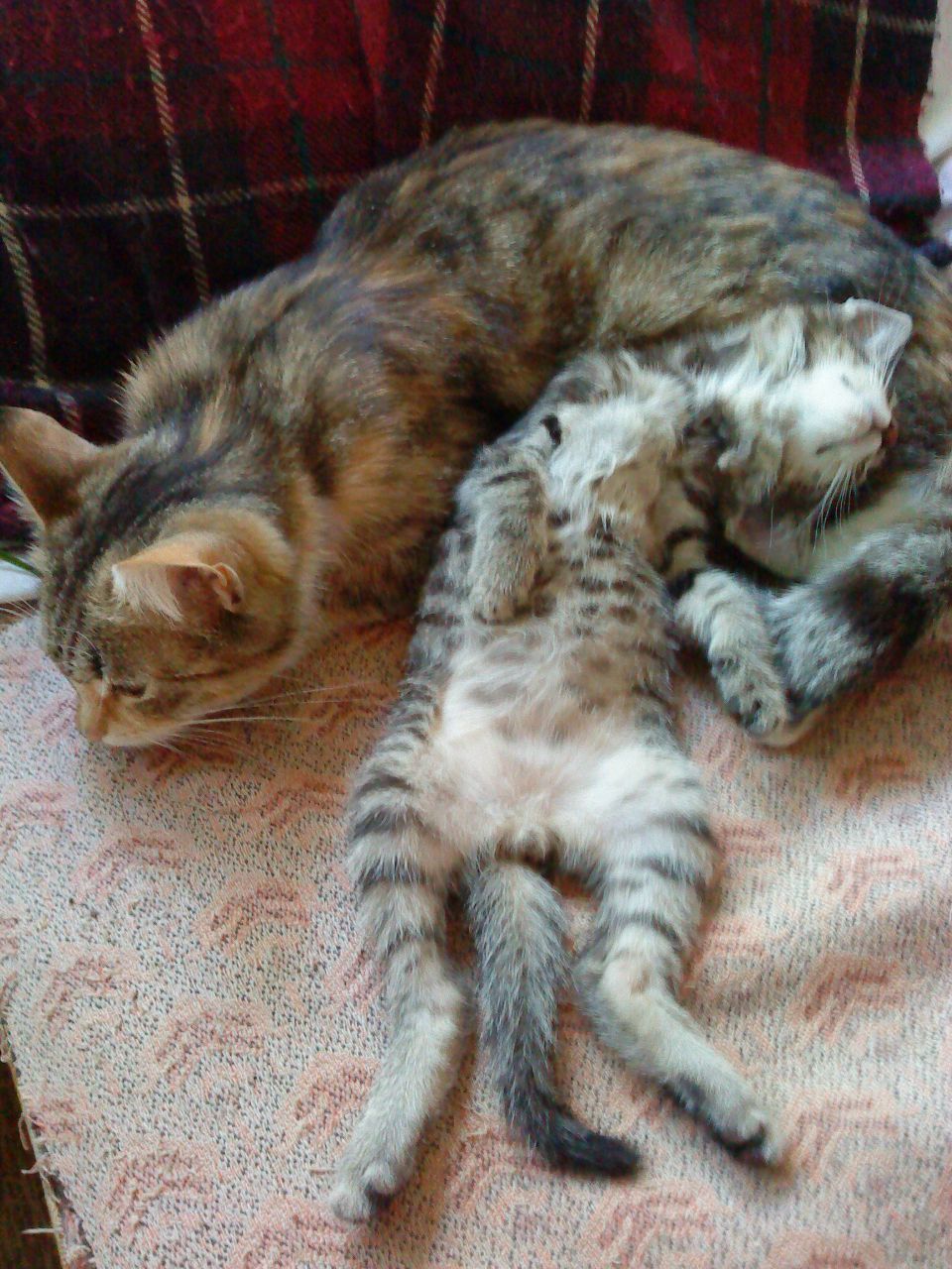 Анастасия Беляева | Королёв