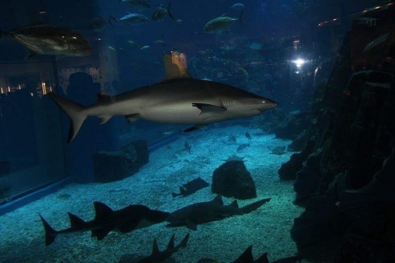 Михаил Бодачёв | Москва