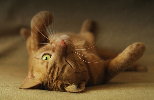 Олег Макаров BOJIK | Москва