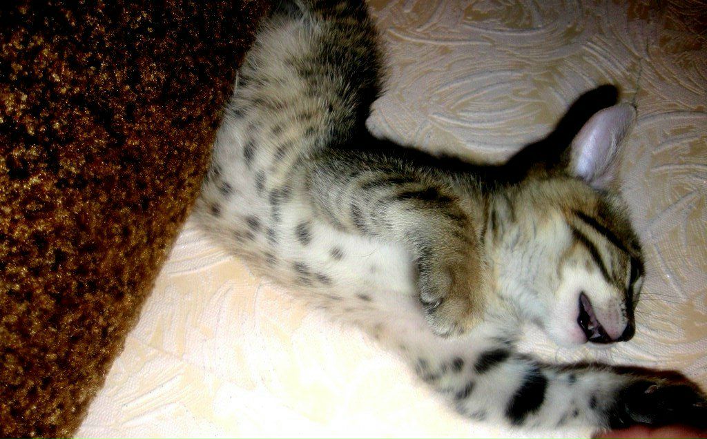 Руслан Алексеевич | Красноярск