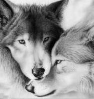 Євгеній Береза | Шпола