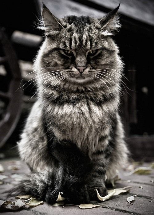 Bredpit Вредпить Х_Х | 