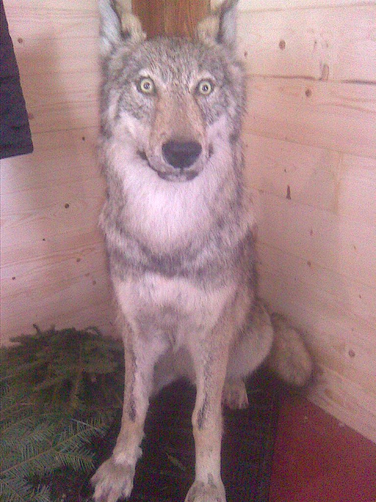 Demuk.video Демченко | Кагарлык