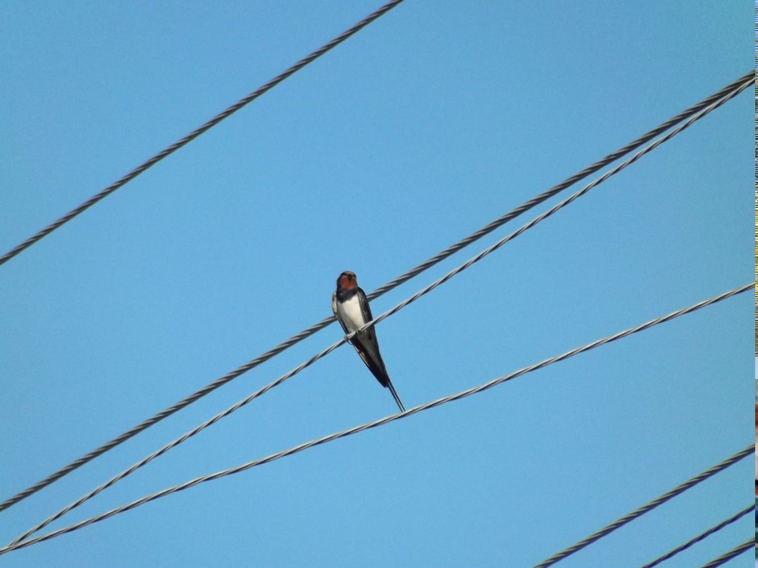 Анечка Золотова lustig Hubschrauber | Тольятти