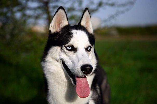 Алёна Мунтяну | Одесса