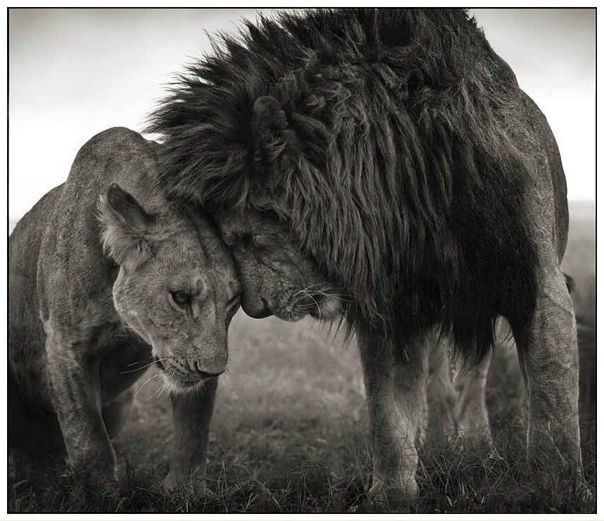 Николай Устименко | 