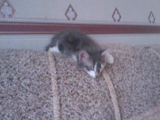 Катюшка Жевагина | 