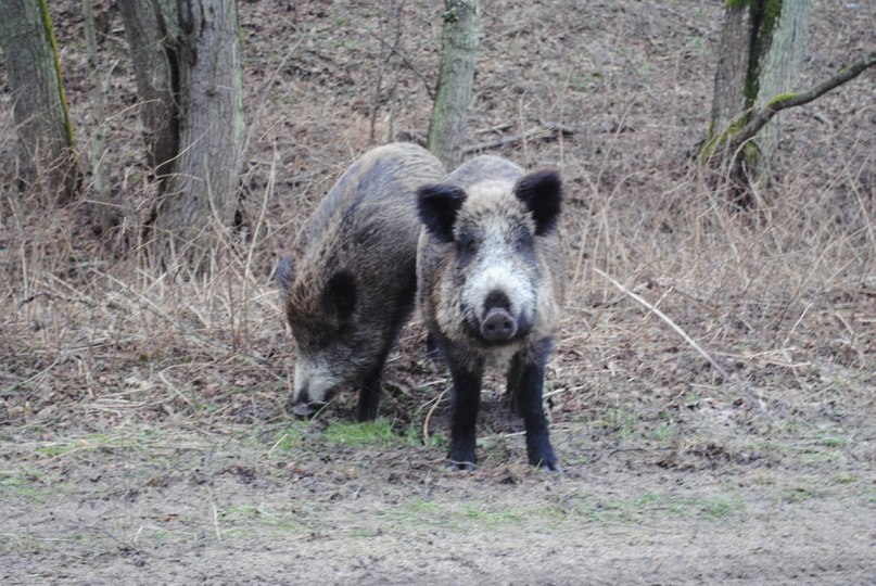Юлия Петушкова Джуля | Светлогорск