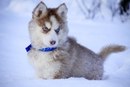 Фотография Свириденко Танюши
