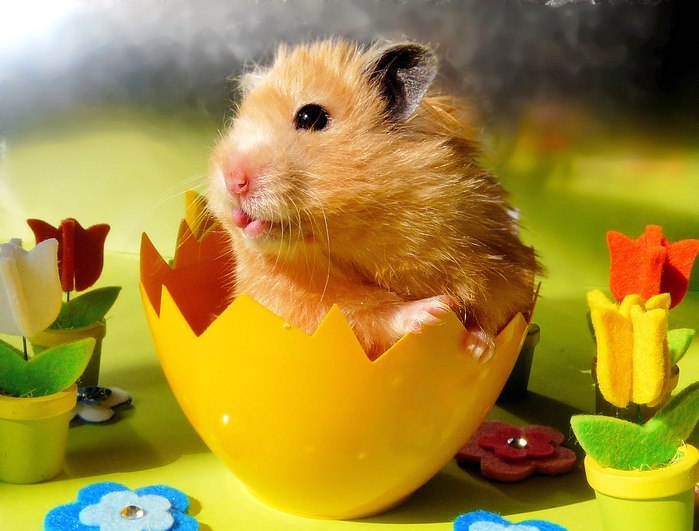 Оленька Сплавская | 