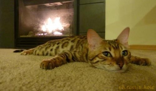 Талян Marselltaxi | Киев