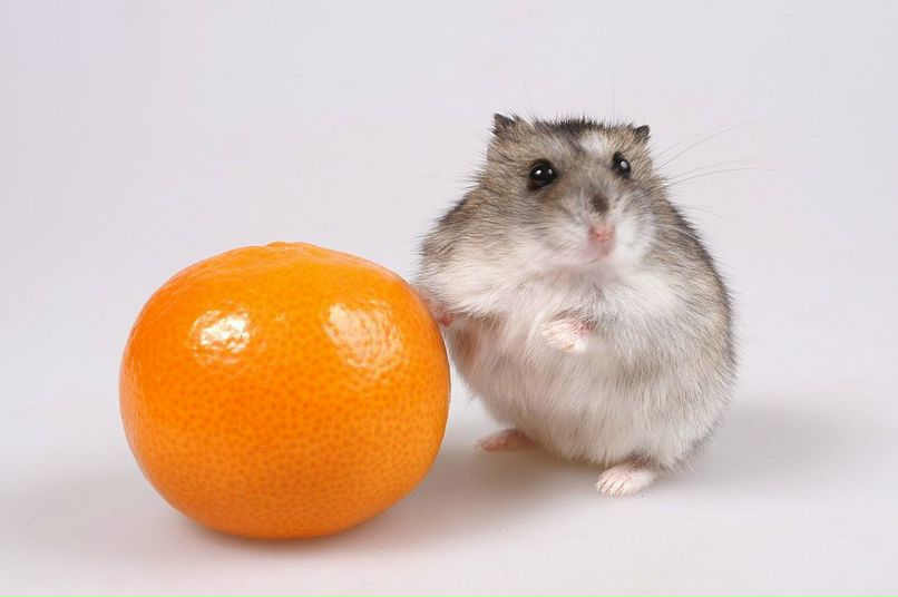 Денис Денисов 