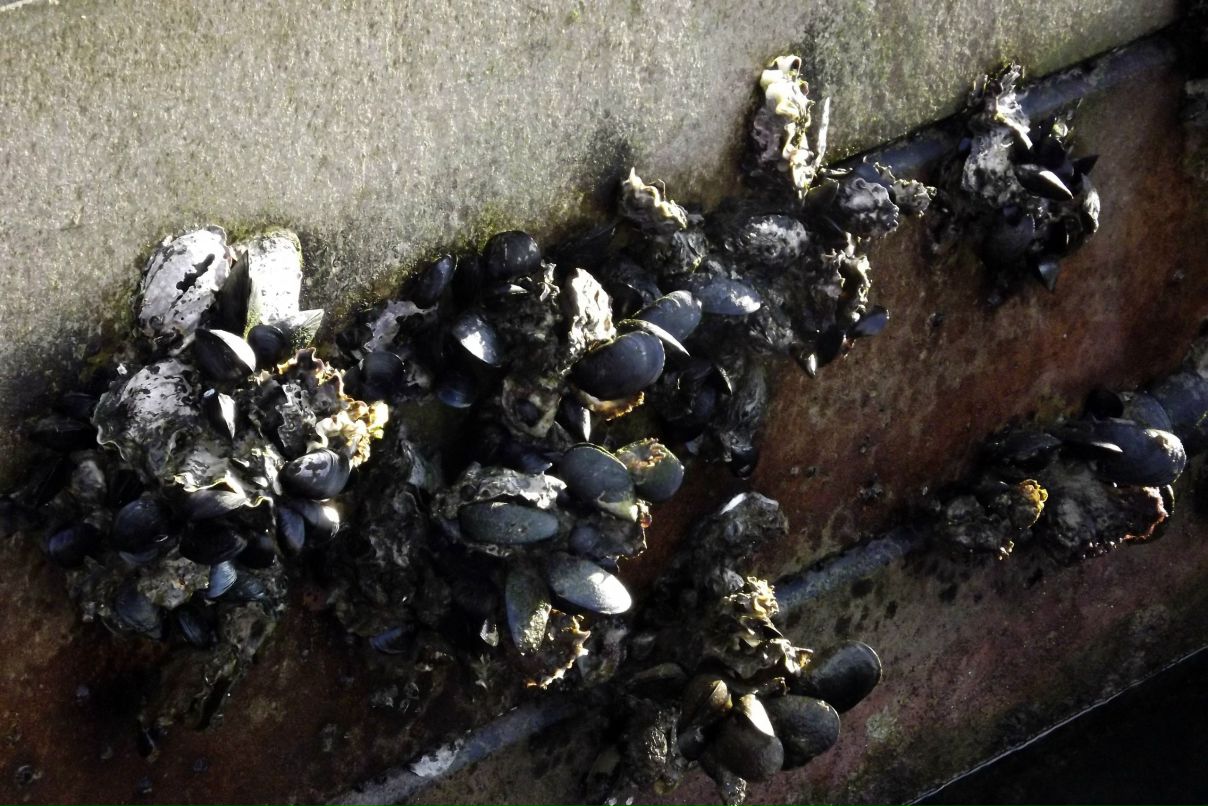 Володимир Кравчук | Conegliano