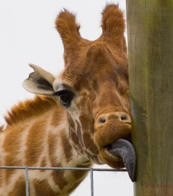 Наталия Ивлева | Barcelona