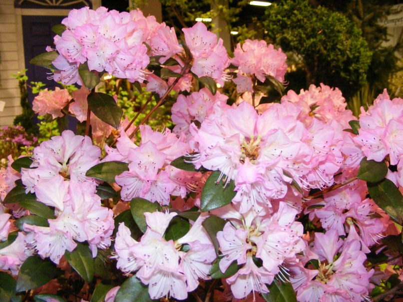 Ирина Ковалёва | Санкт-Петербург