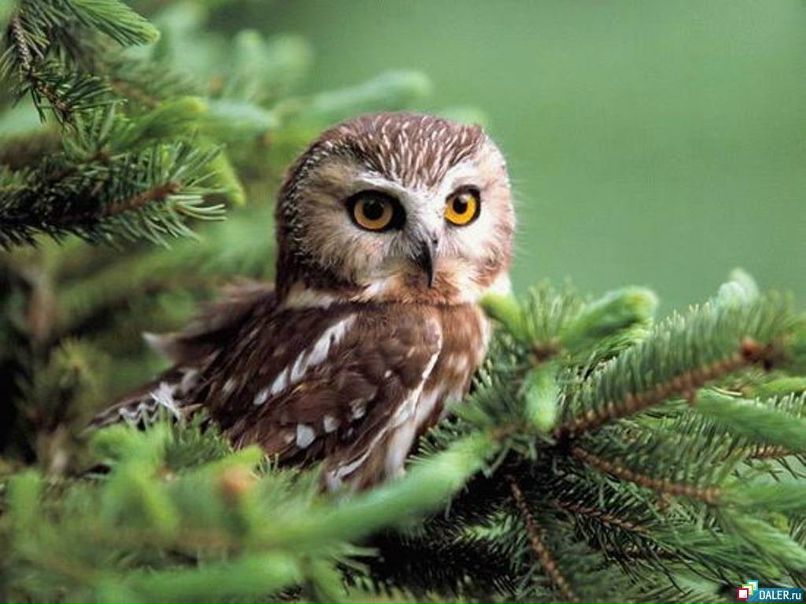 Ньургуйана Саввина | Якутск