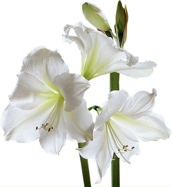 №56, Дмитрий Арепьев, 36 лет, Москва, Россия №56, Дмитрий Арепьев, 36 лет, Москва, Россия